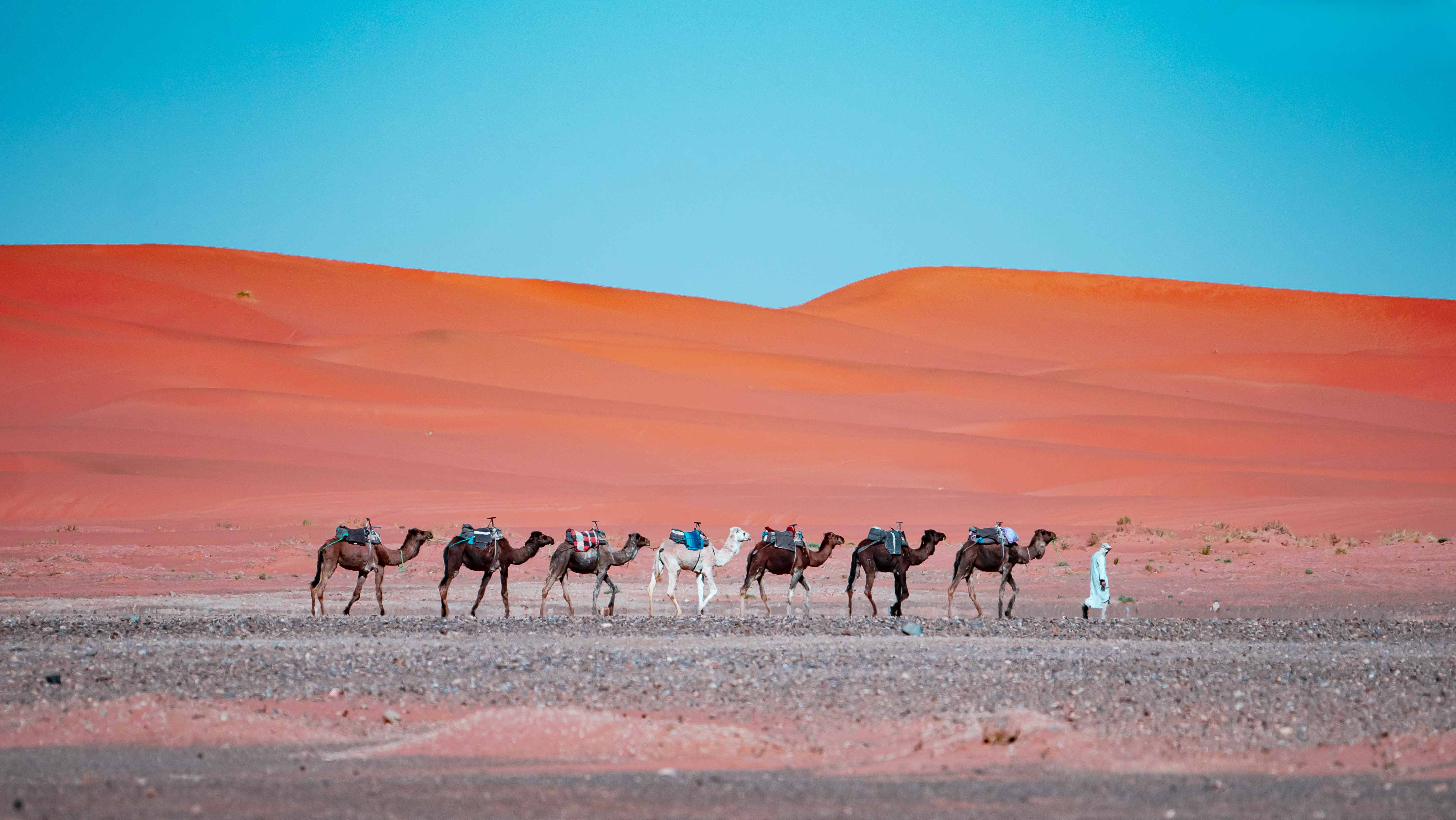 Camel caravan crossing golden sand dunes in the Moroccan Sahara during a scenic desert expedition at sunset.
