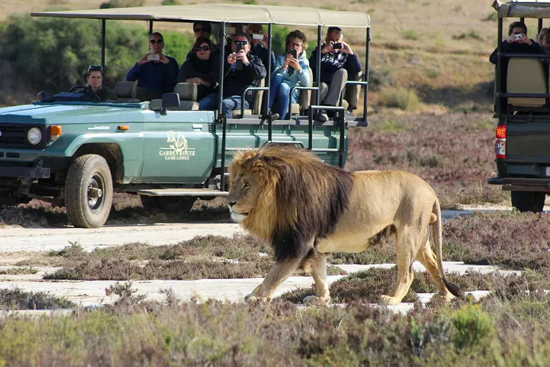  Open-vehicle safari at Garden Route Game Lodge.