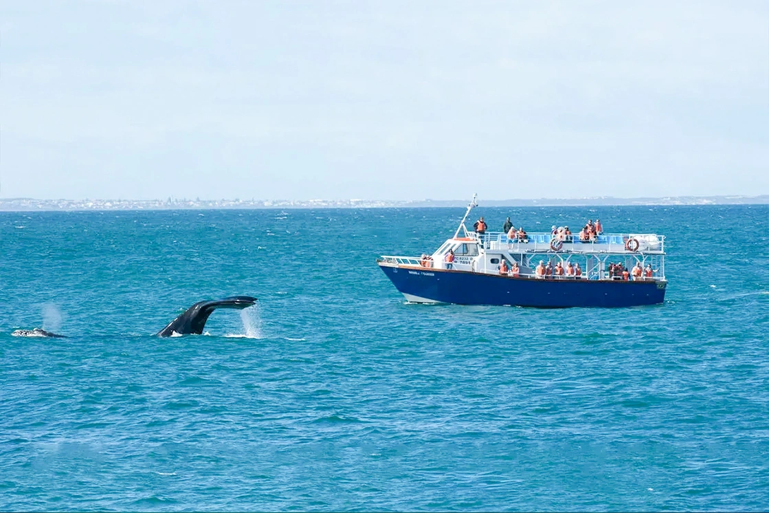 South Africa’s world-famous whale watching experience in Hermanus.