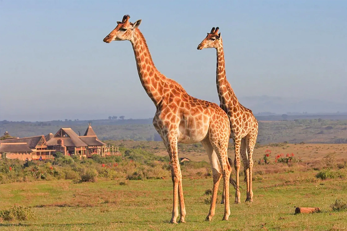Graceful giraffes roaming freely across the savannah during an unforgettable game drive at Garden Route Game Lodge.
