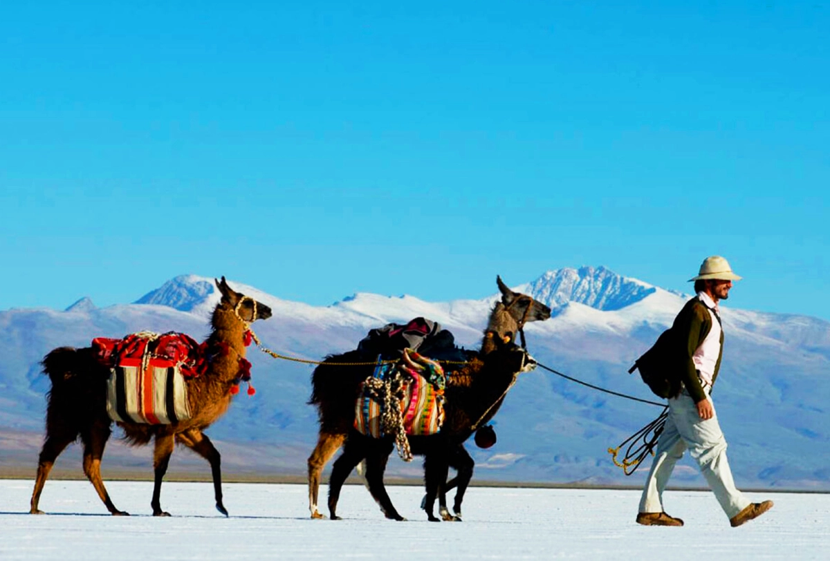 Llamas with snow-capped Andes mountains in South America.