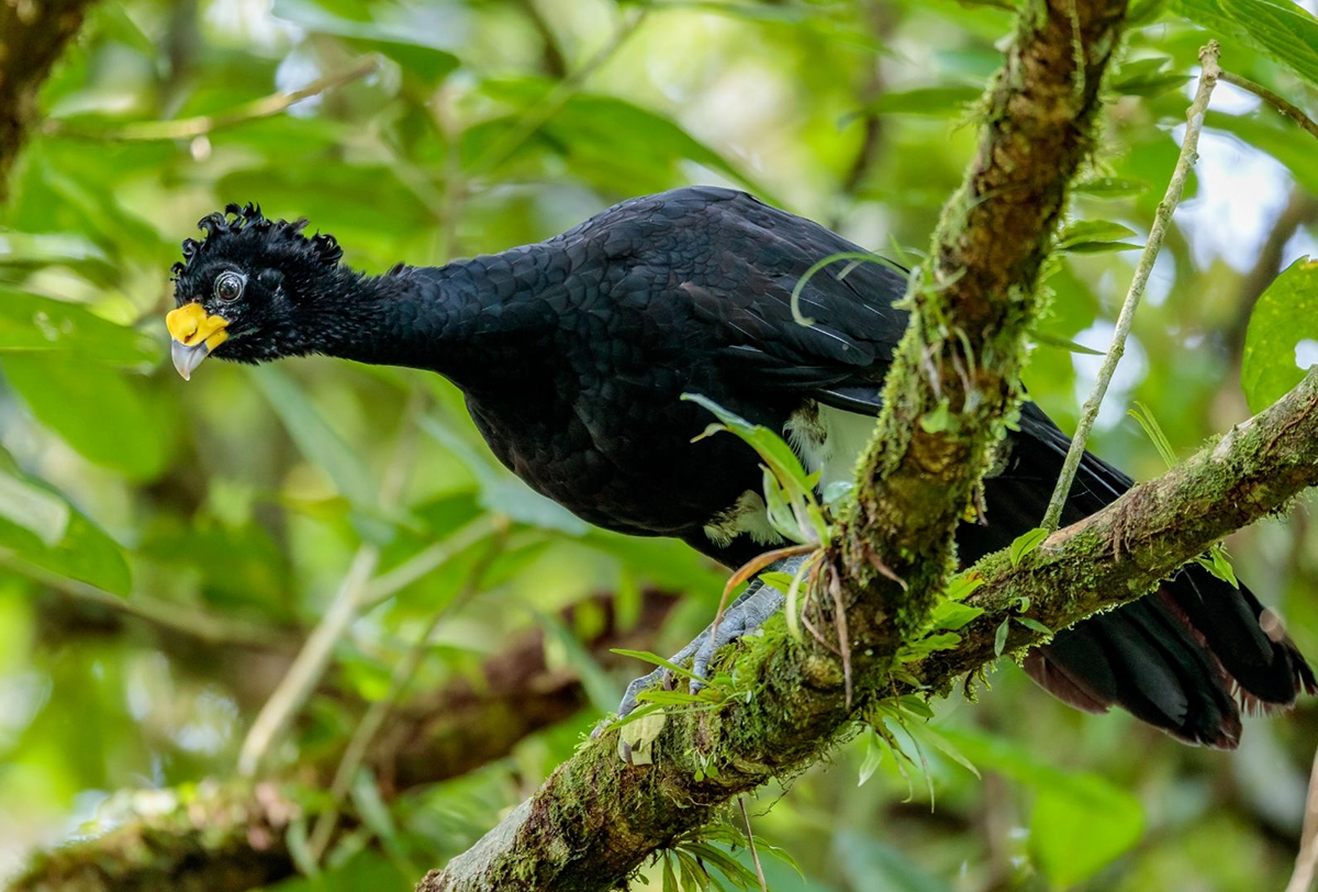 Great curassow bird in the Costa Rican rainforest.