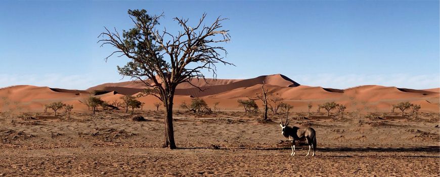 Sossusvlei: Red Dunes and Deadvlei’s Kin
