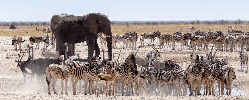 Etosha South: A Wildlife Haven