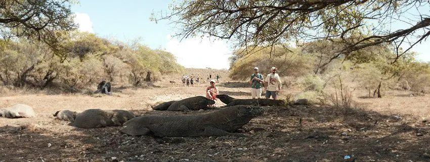 A Close Encounter with Komodo Dragons