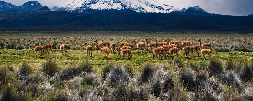 Bolivia Travel Guide: Navigate Bolivia with these travel tips