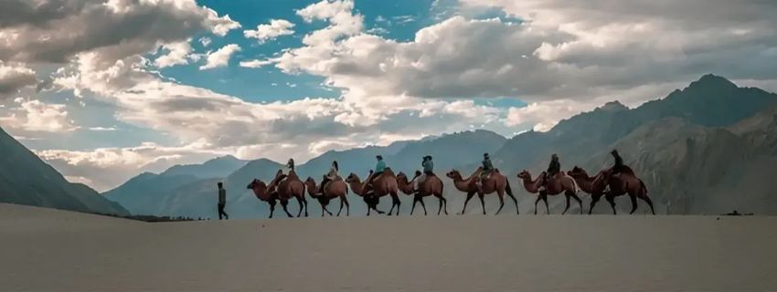 Double Hump Bactrian Camel Ride
