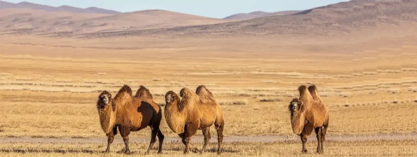 Gobi Desert