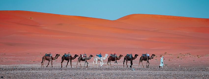 Sahara Desert Adventure