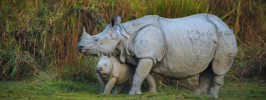 Kaziranga National Park, Assam