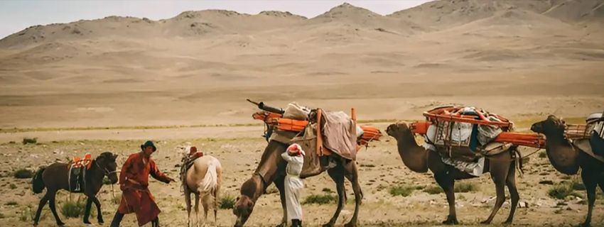 Spend a Day with a Camel Herdsman Family